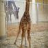 Mala žirafa