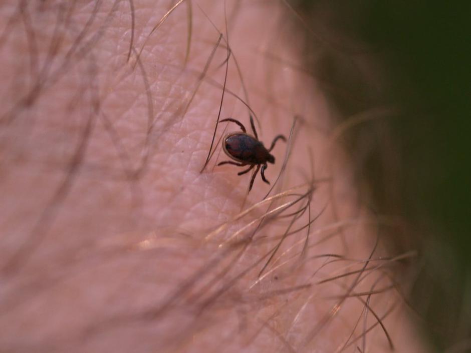 klop | Avtor: Profimedias