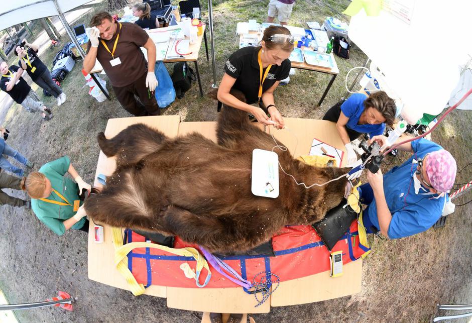 Rjavi medved | Avtor: EPA