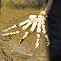 Dinozaver