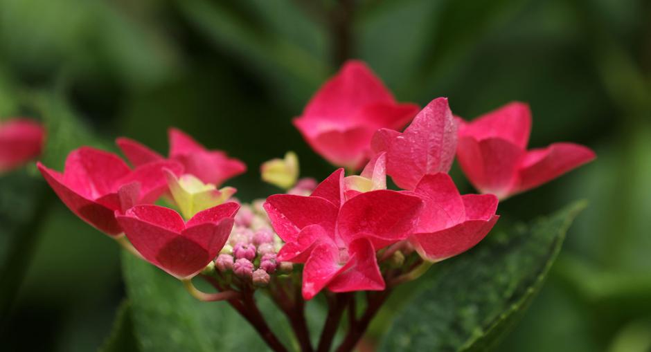 hortenzija | Avtor: Profimedia