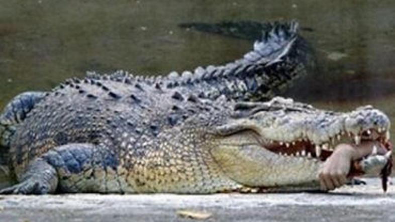 V zadnjih tednih so bili trije smrtonosni napadi krokodilov na človeka, žrtve vs