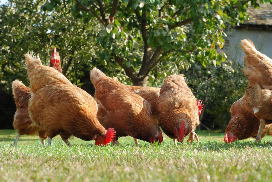 Kokoške so dobile svoje luksuzno bivališče. (Foto: Shutterstock) | Avtor: Žurnal24 main