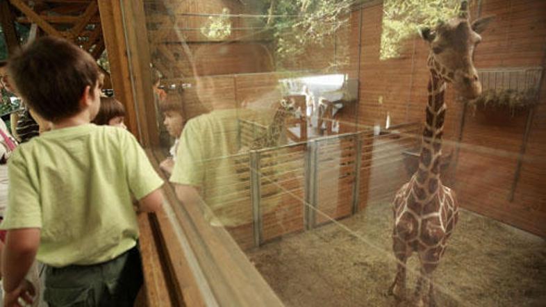 Živali ob visoki vročini iščejo senco.