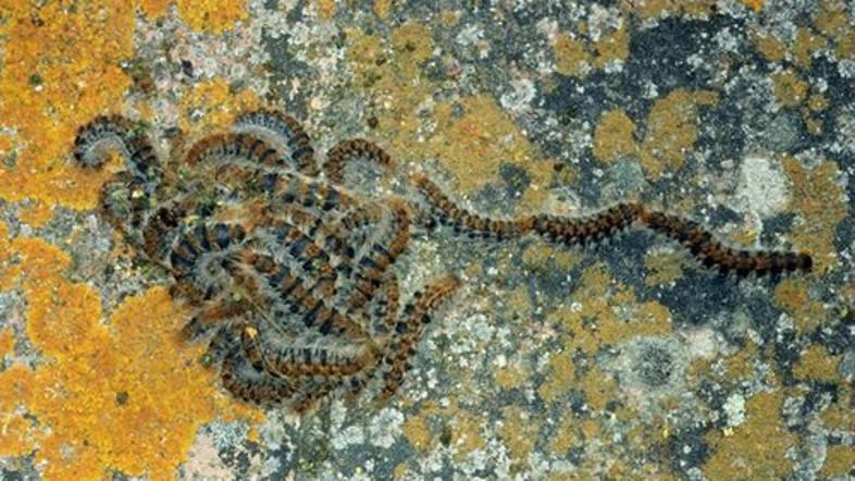 pinijev sprevodni prelec