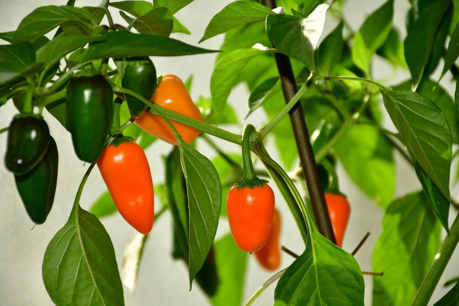 čili serrano | Avtor: Profimedia