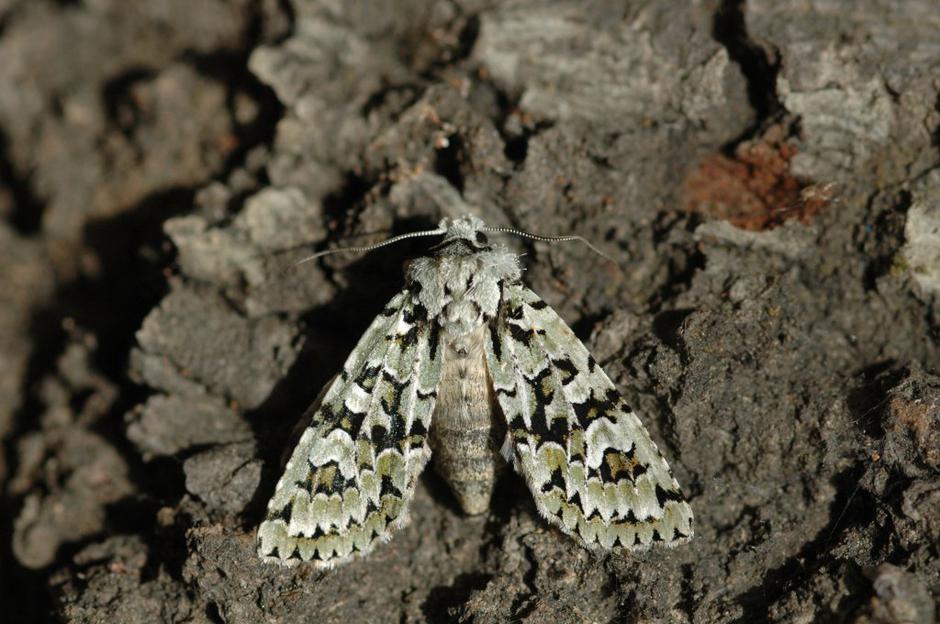 Nočni metulj | Avtor: Zavod RS za varstvo narave