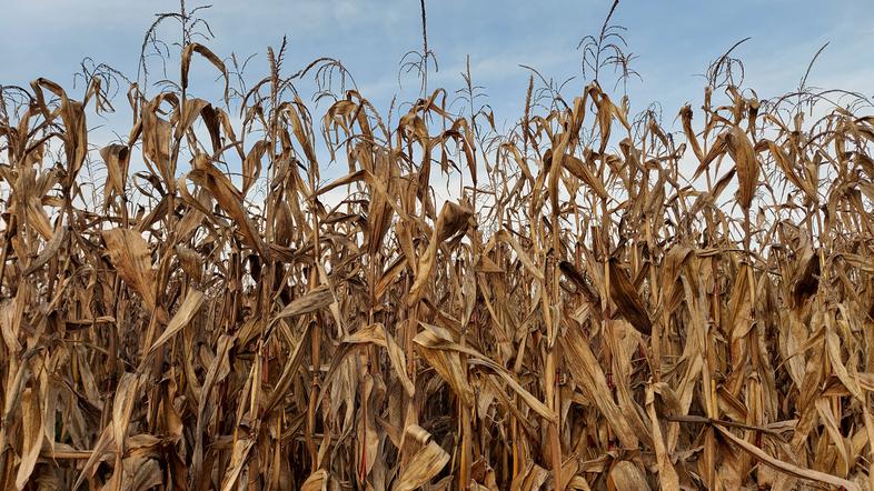 Pridelava hrane, poljedelstvo, njiva