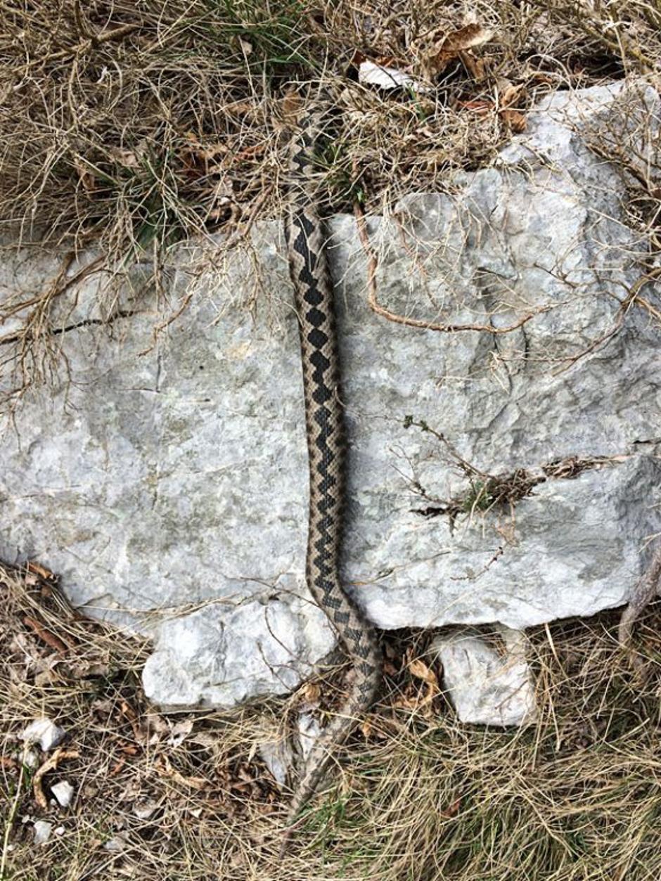 Ugriz kače | Avtor: Marijan Močivnik