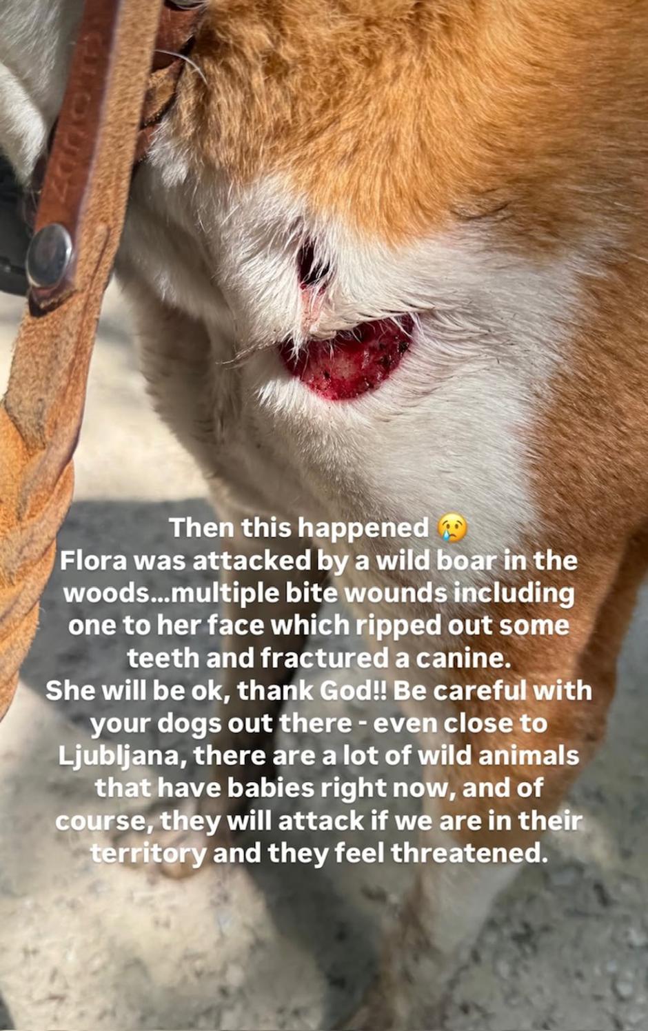 hannah mancini | Avtor: Instagram