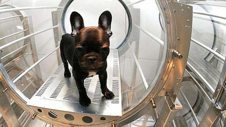 V kisikovi kapsuli je poziral buldog. Bo po koncu seanse postal povsem "prenovlj