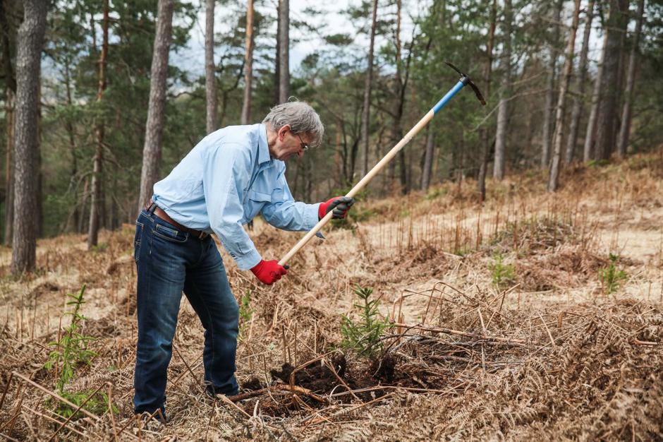 zasarditev dreves | Avtor: Saša Despot