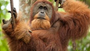 Borneo, orangutan