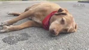 Paco, pes, ki ni želel zapustiti kraja nesreče