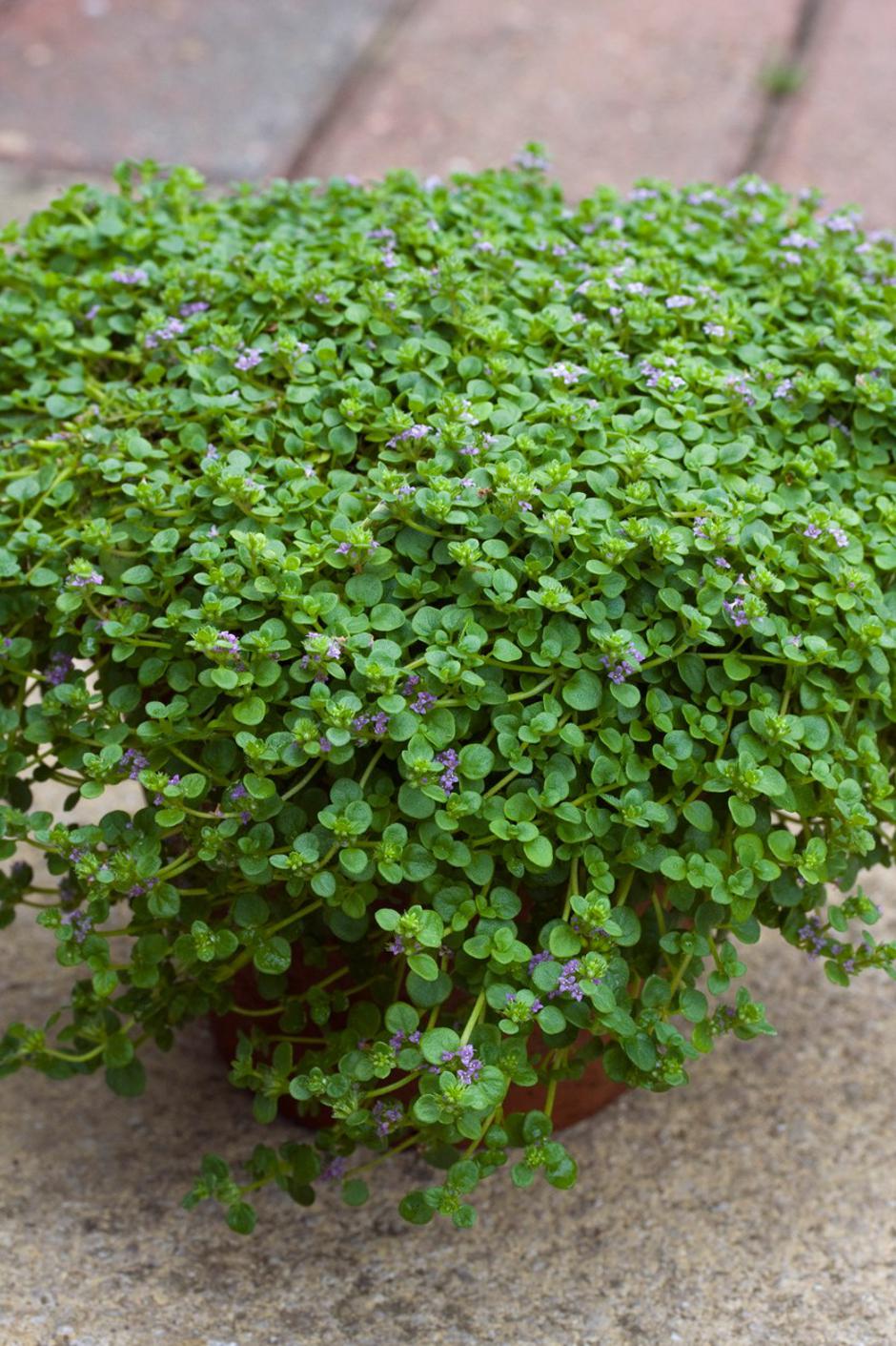 Korziška meta | Avtor: Profimedia