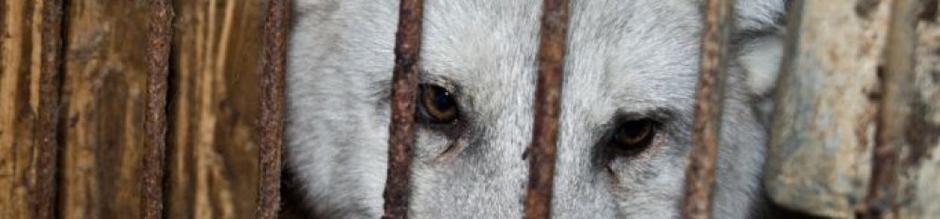 žival | Avtor: Veganska iniciativa