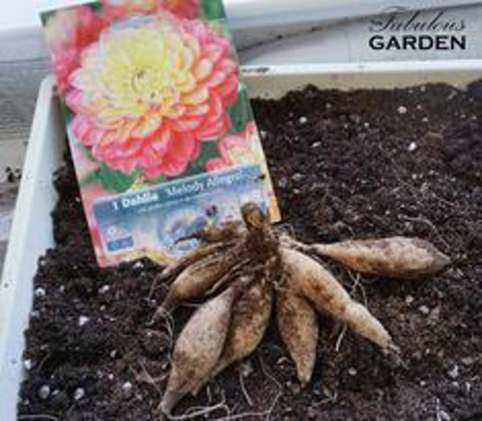 dalija | Avtor: Pinterest