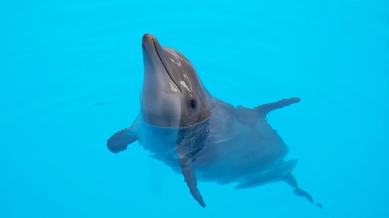 delfin