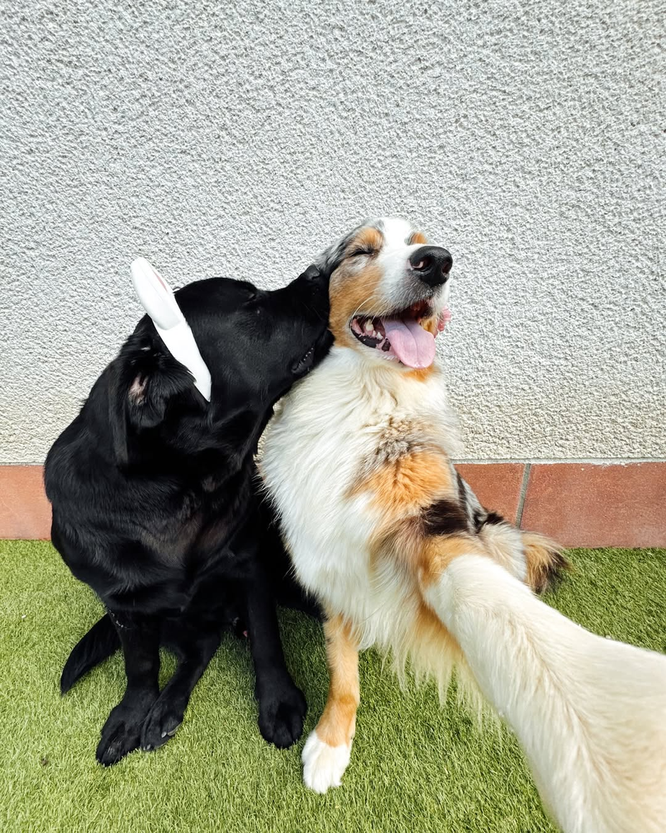 Murf s pasjim prijateljem | Avtor: Andreja Cilenšek