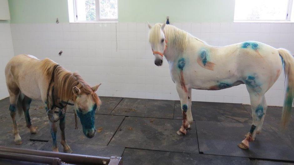 Škocjanski zatok | Avtor: Žurnal24 main