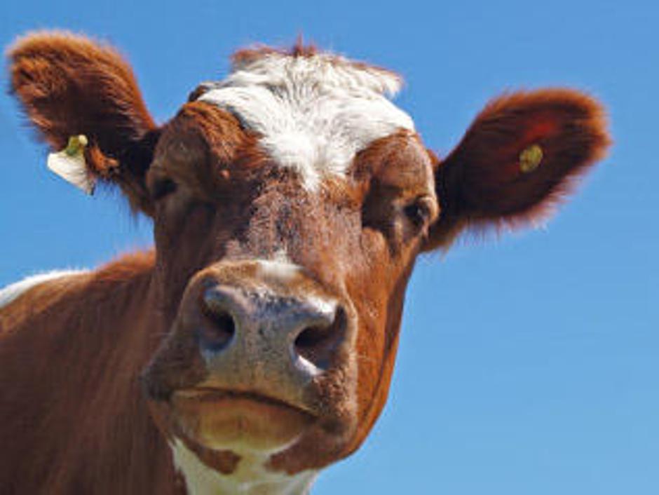 Govedo | Avtor: Žurnal24 main