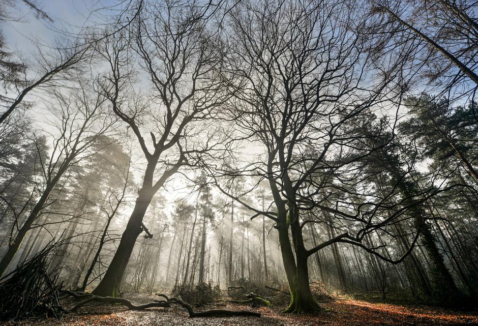 gozd sonce | Avtor: Profimedia