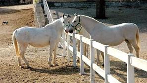 "Dosežek pomeni dodaten korak k uveljavitvi Kobilarne Lipica kot izvorne kobilar