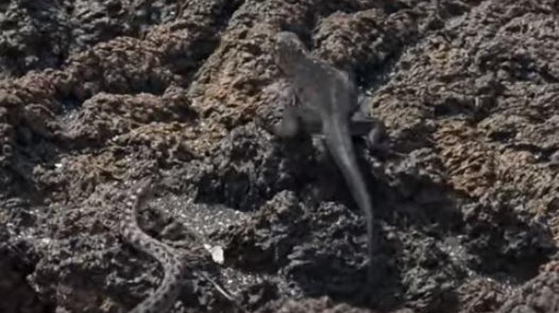 BBC nagrajen dokumentarec