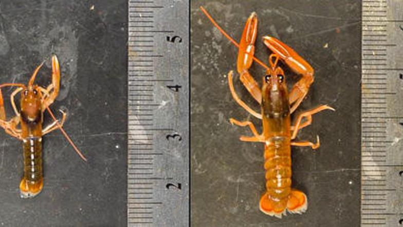 (Foto: National Geographic)