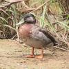 Trevor - Facebook Trevor the Duck - Niue