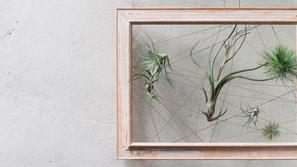 Okvir za zračne rastline