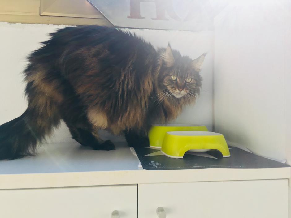 Mačja soba | Avtor: A. Š.