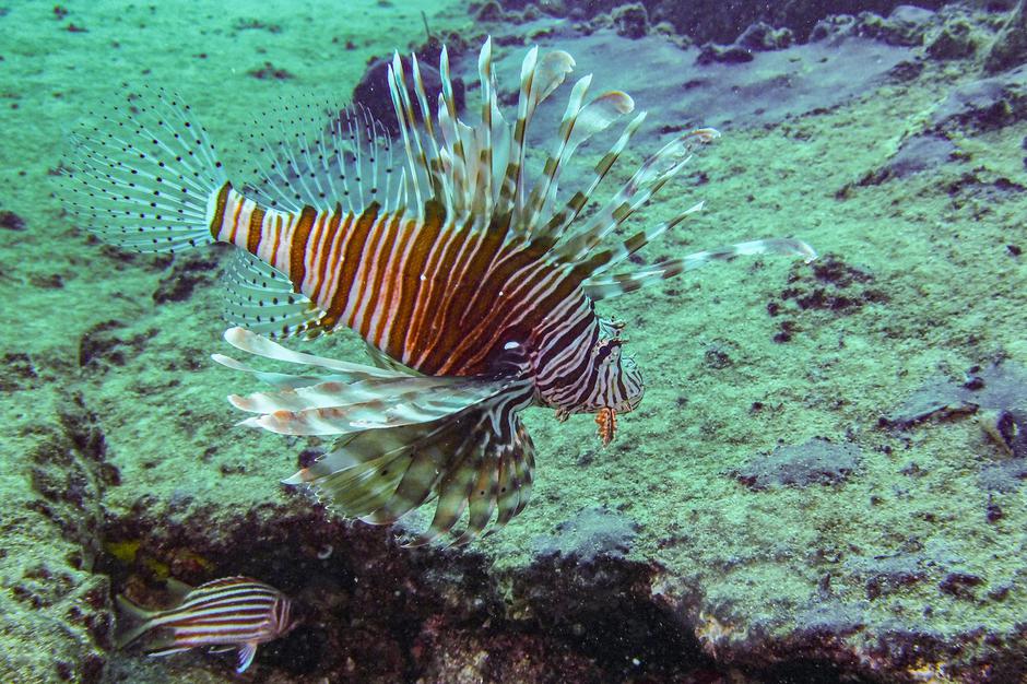 rdečemorska plamenka pterois miles | Avtor: Profimedia