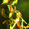 Jeff Hanneman