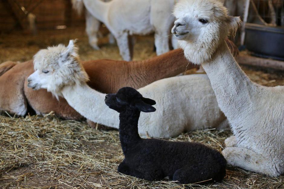 alpaka | Avtor: Profimedia