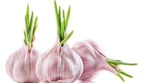 Zivljenje 03.03.14, cesen, hrana foto: shutterstock