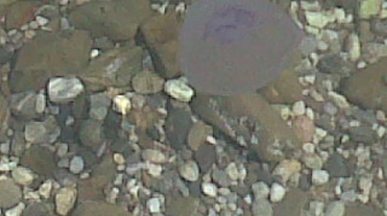 Meduze na slovenski obali