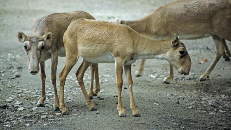 saiga tatarica