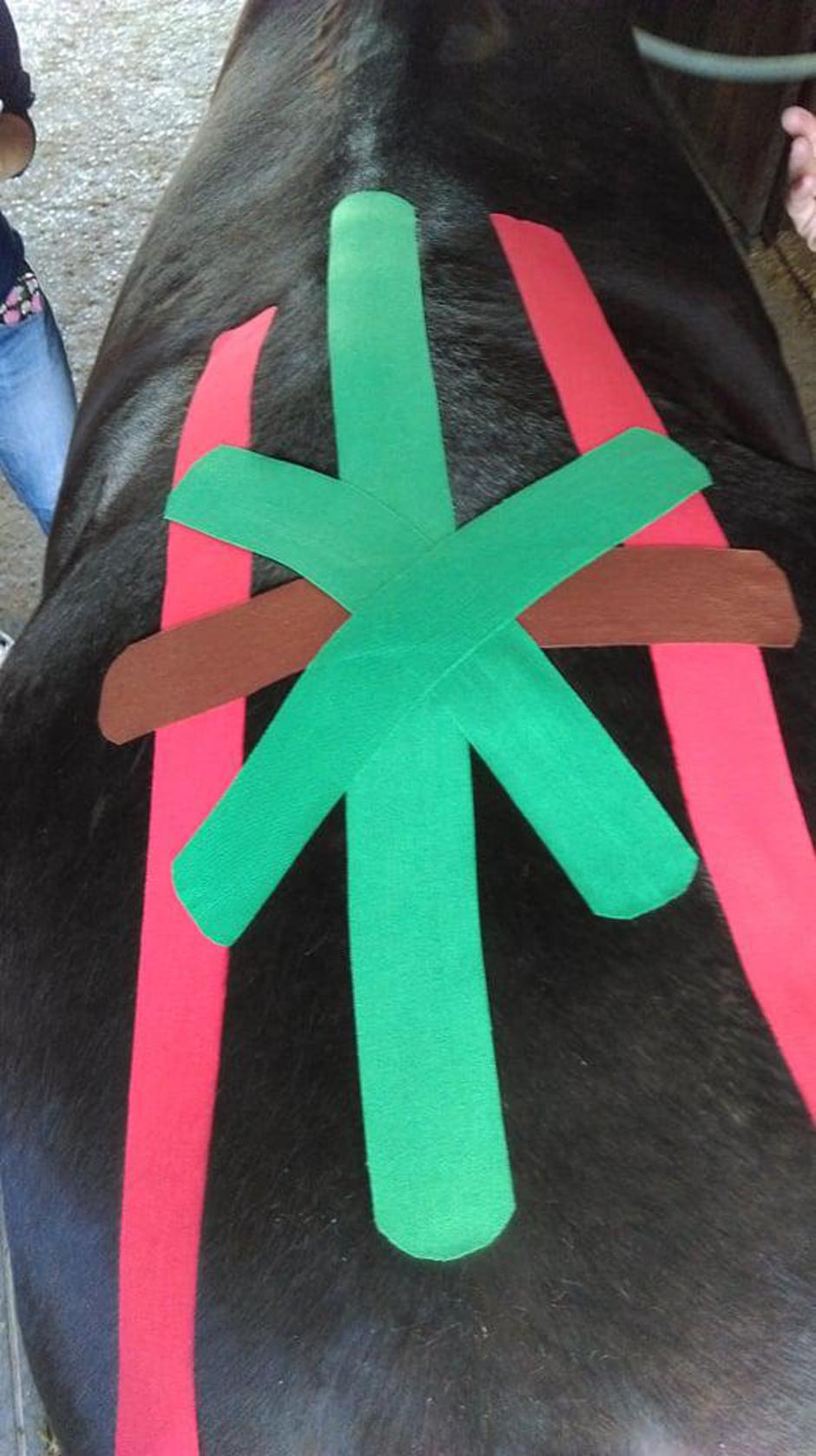 Fizioterapija za živali | Avtor: Hana Loverčič