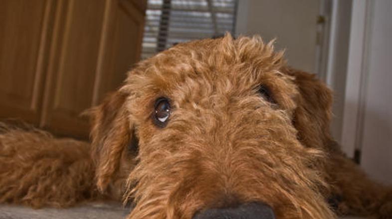 (Foto: Shutterstock)