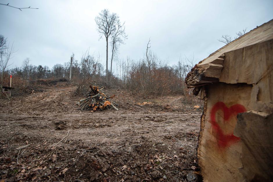 Sečnja lesa | Avtor: Anže Petkovšek