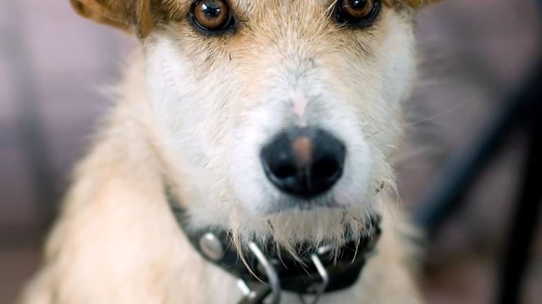 (Foto: Shutterstock)