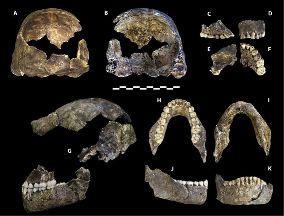 Nova vrsta človeka Homo naledi | Avtor: Profimedias