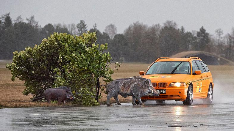 AMZS, ADAC trk avta z  divjo svinjo, trk z živaljo, divji prašič, divja svinja