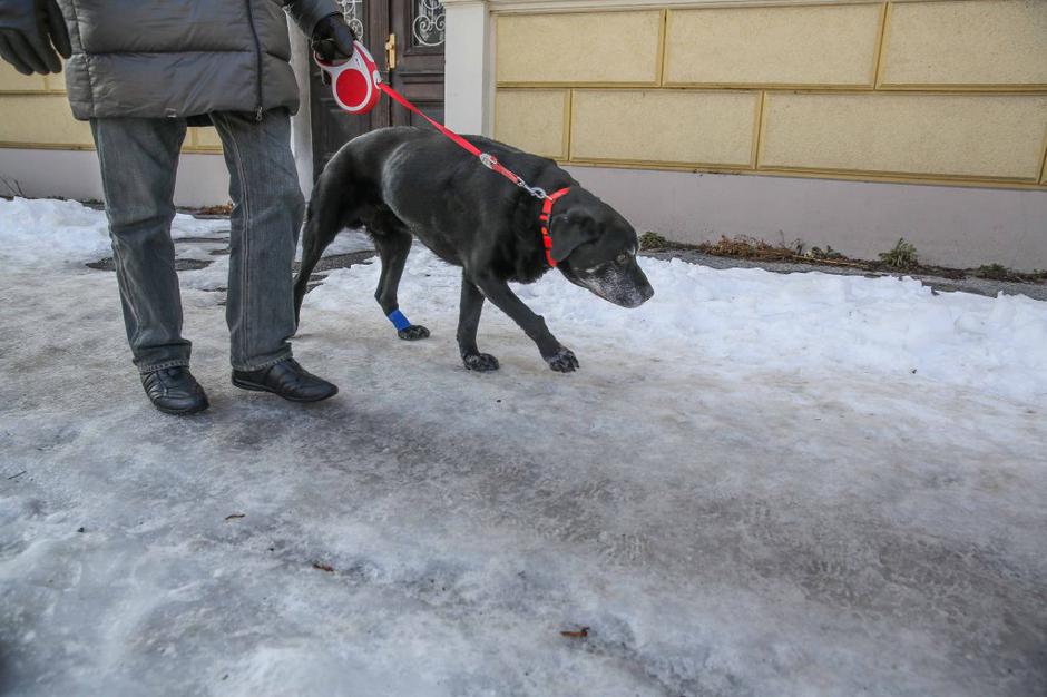 poledica | Avtor: Saša Despot