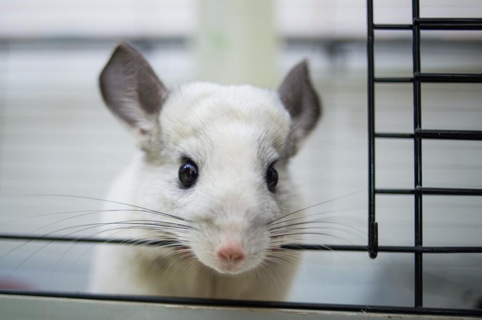 činčila | Avtor: Anže Petkovšek