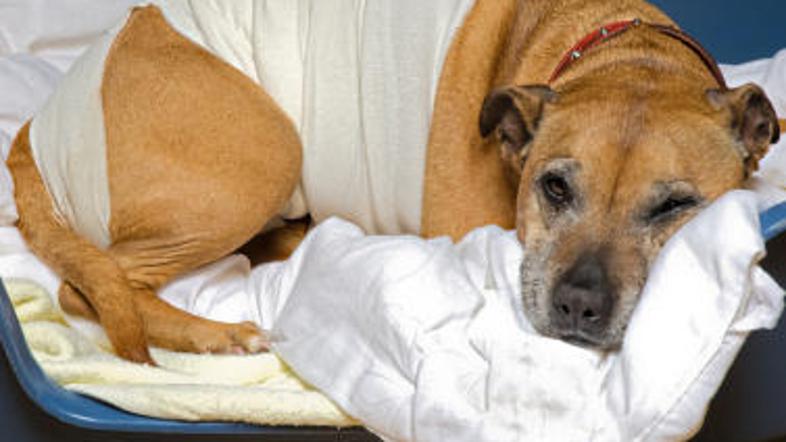 Nerodni pes je prestal že številne operacije.