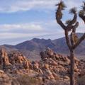 Nacionalni park Joshua Tree