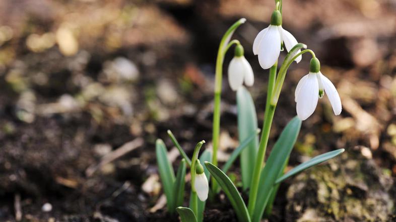 Med zavarovanimi rastlinami je na Citesovem seznamu tudi navadni zvonček. (Foto:
