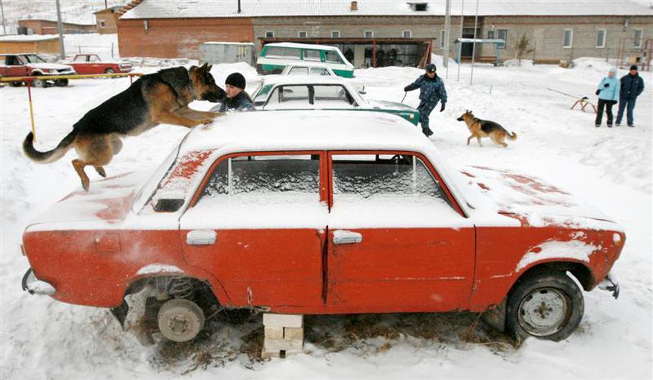 Urjenje nemških ovčarjev v Rusiji.
